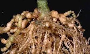 uploads/images/pest/tapioca nematodes.jpg